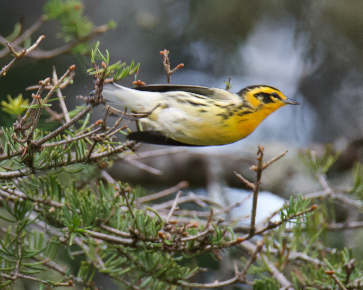 Blackburnian Warbler - ML641155850