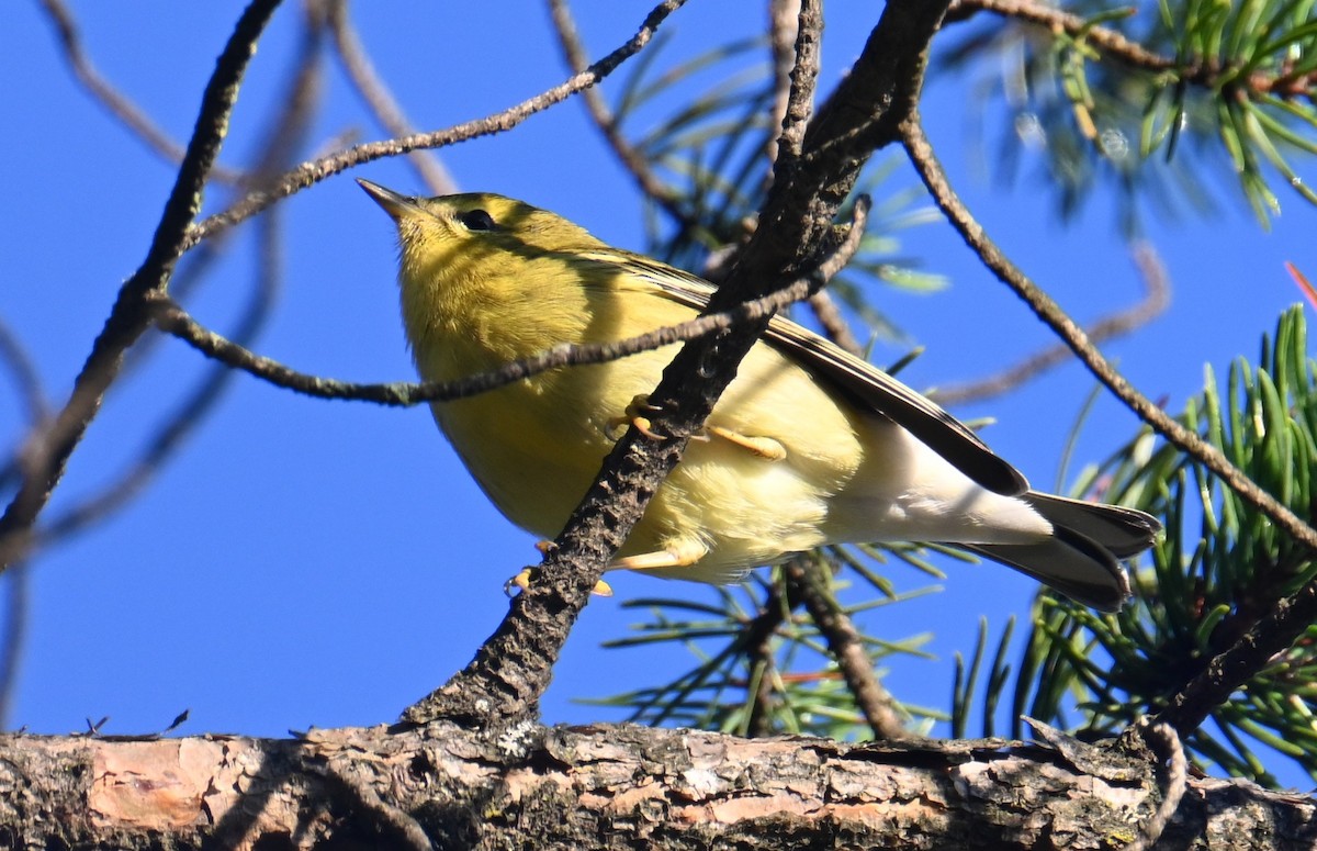 Blackpoll Warbler - ML641155851