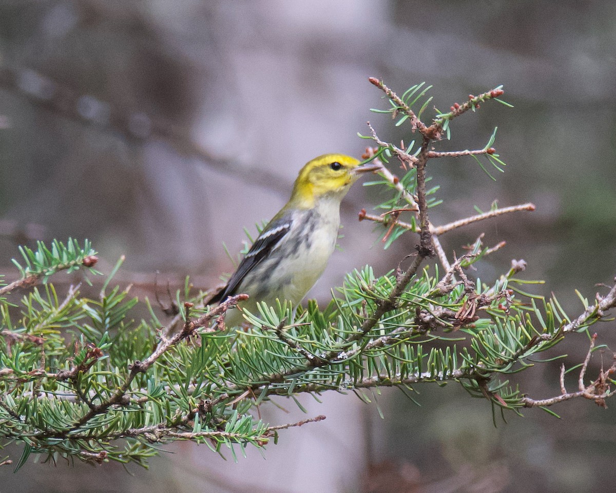 Black-throated Green Warbler - ML641155865