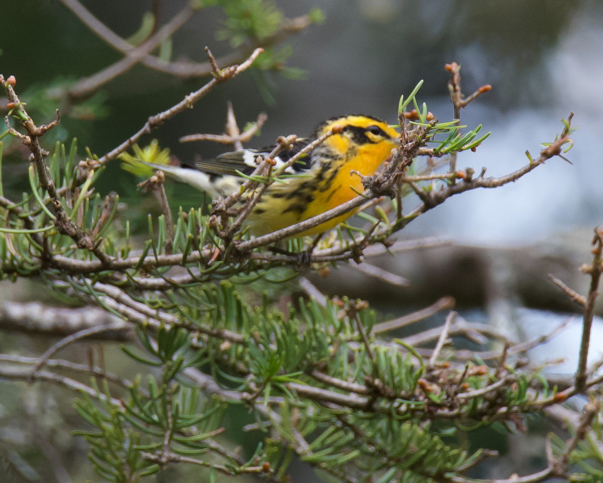 Blackburnian Warbler - ML641155869