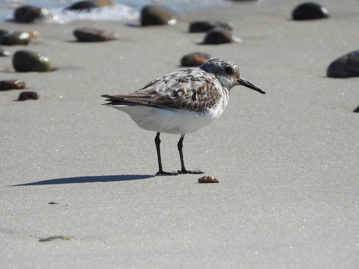 Sanderling - ML641155883