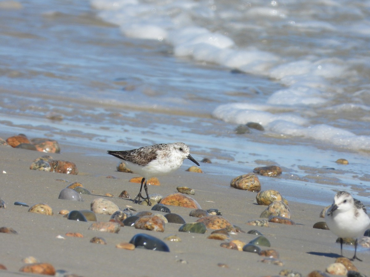 Sanderling - ML641155884