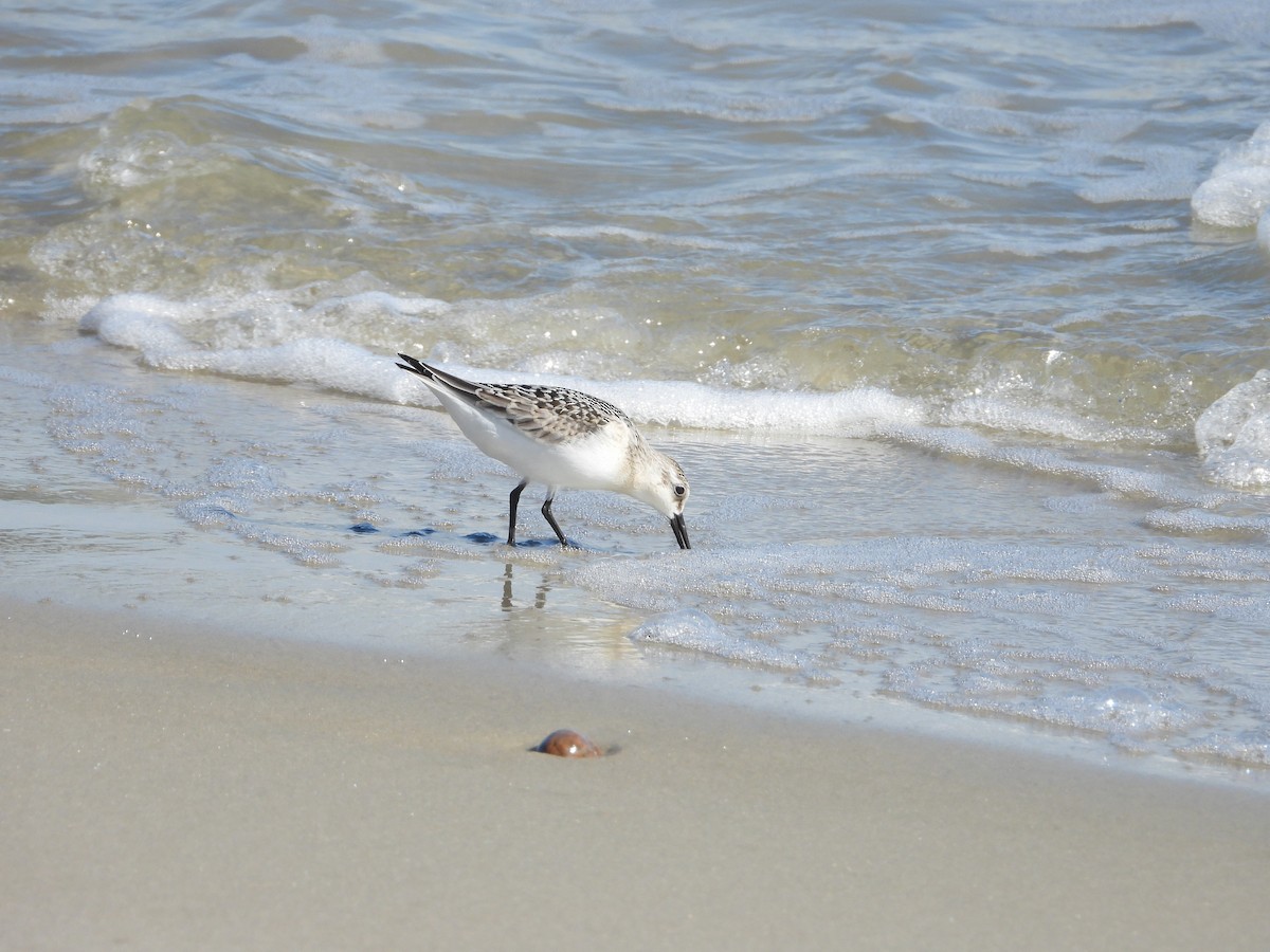 Sanderling - ML641155885