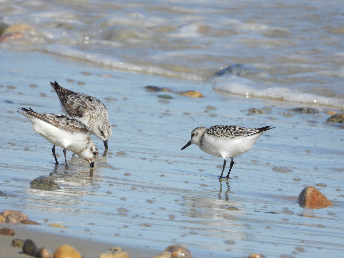 Sanderling - ML641155886