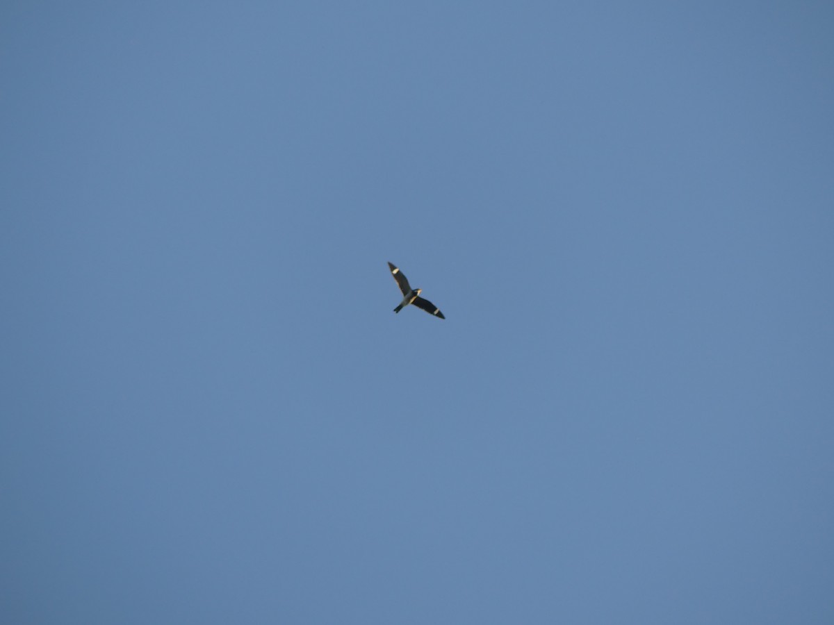 Common Nighthawk - ML641155891