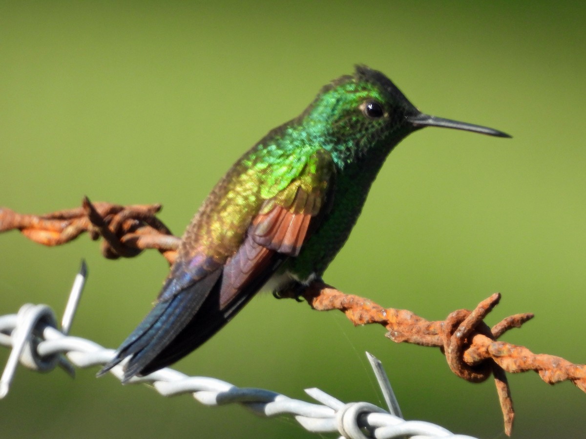 Blue-tailed Hummingbird - ML641155893