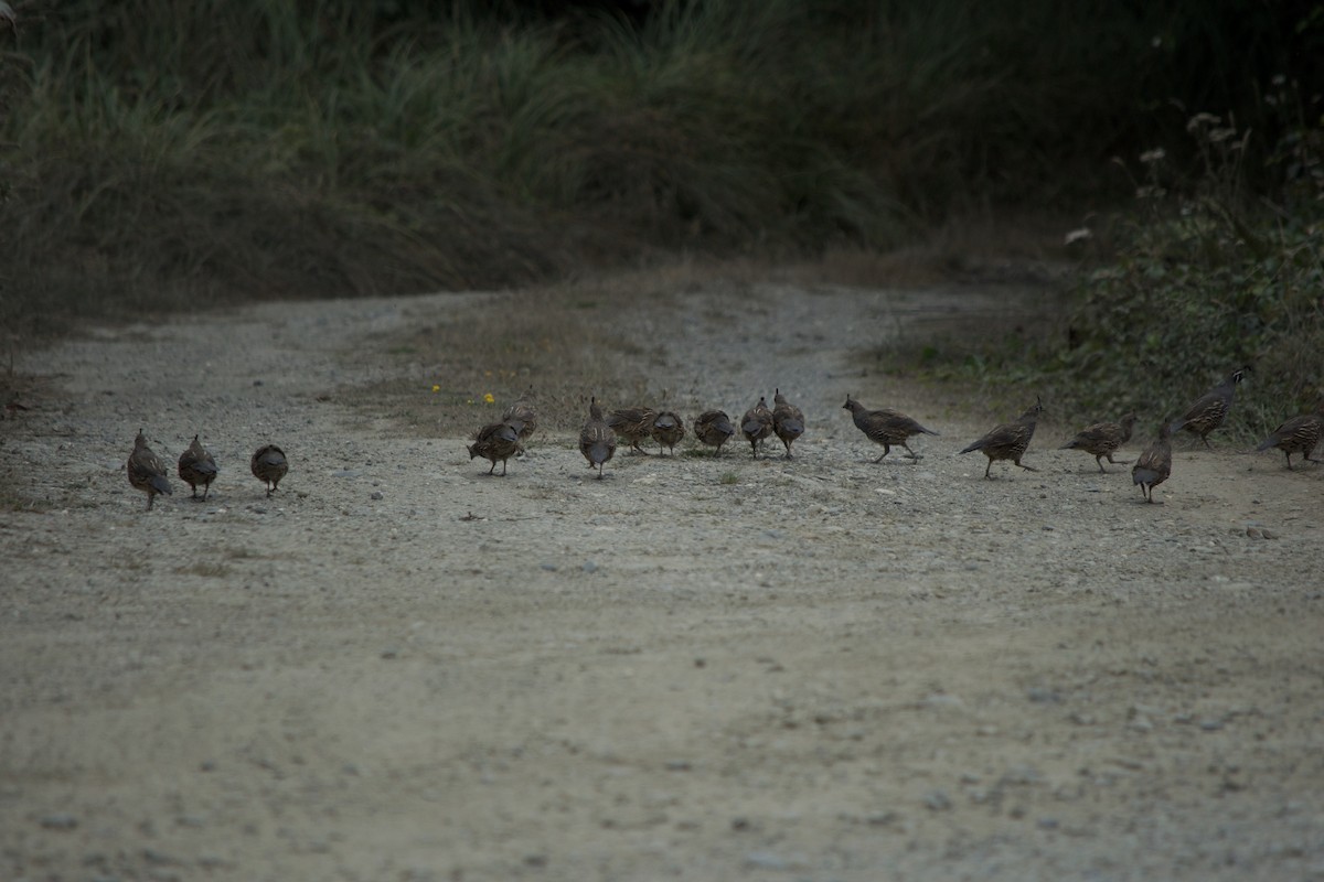 California Quail - ML641155916