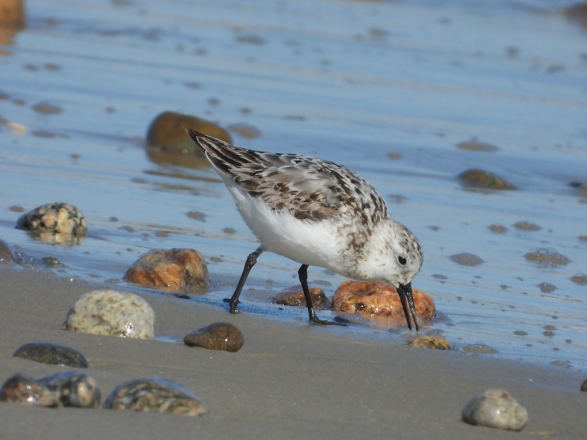 Sanderling - ML641155951