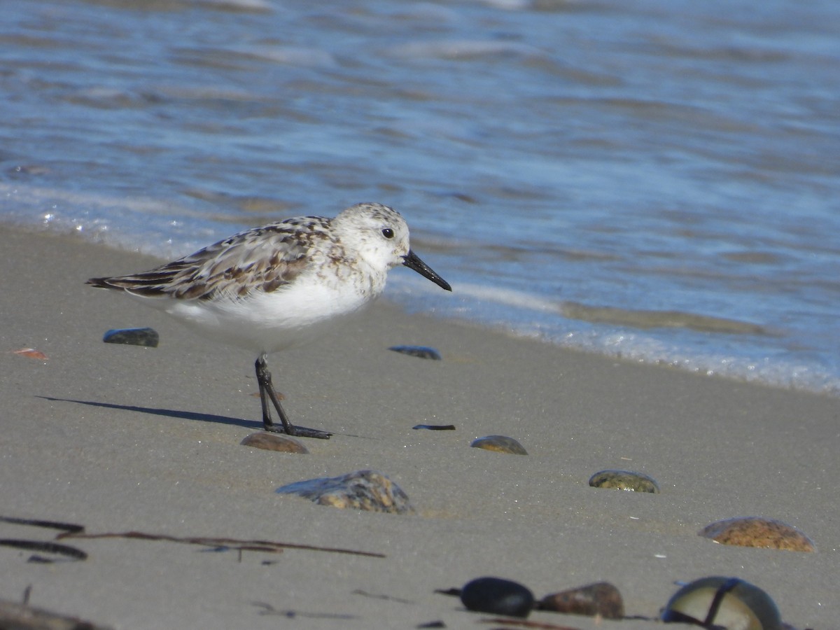 Sanderling - ML641155952