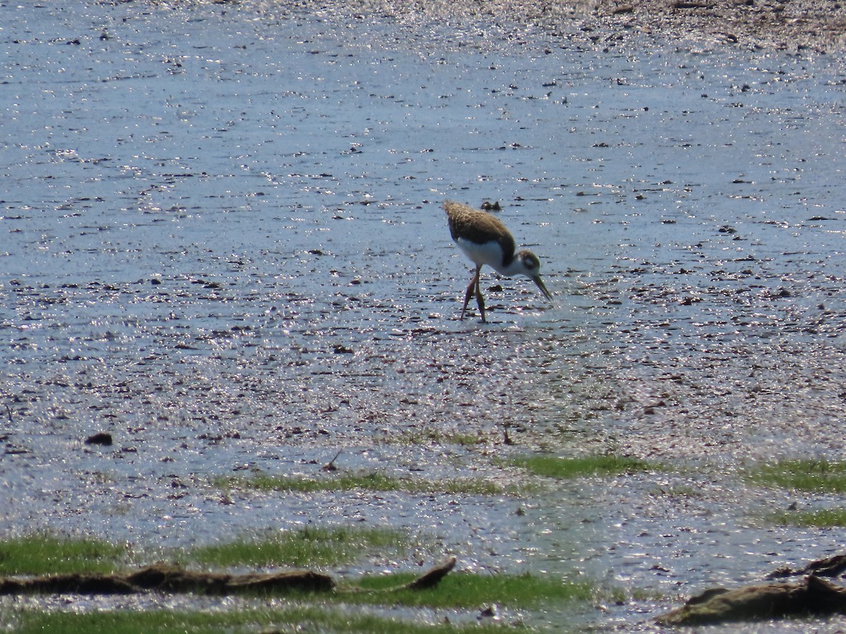 pisila černokrká - ML641155971