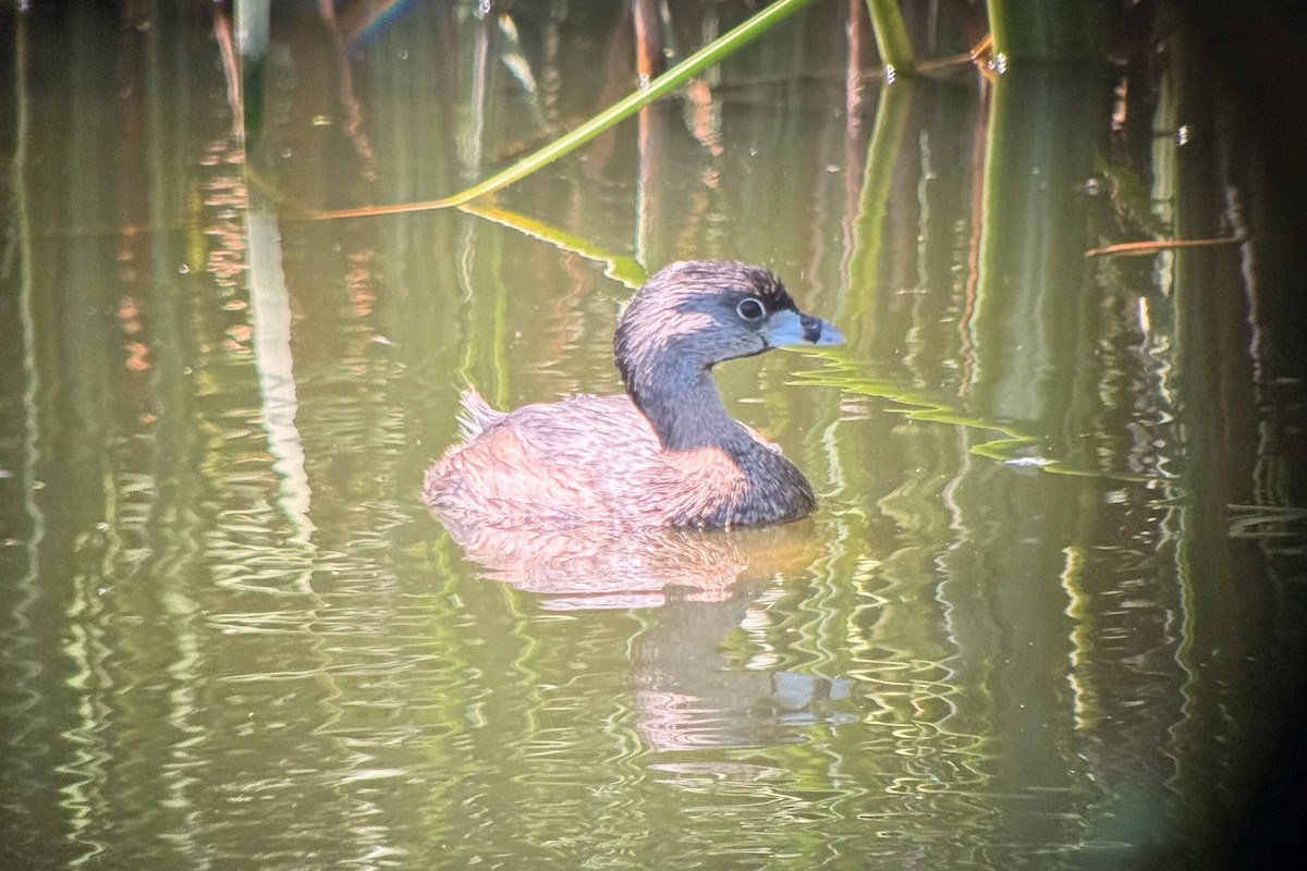 Pied-billed Grebe - ML641155996