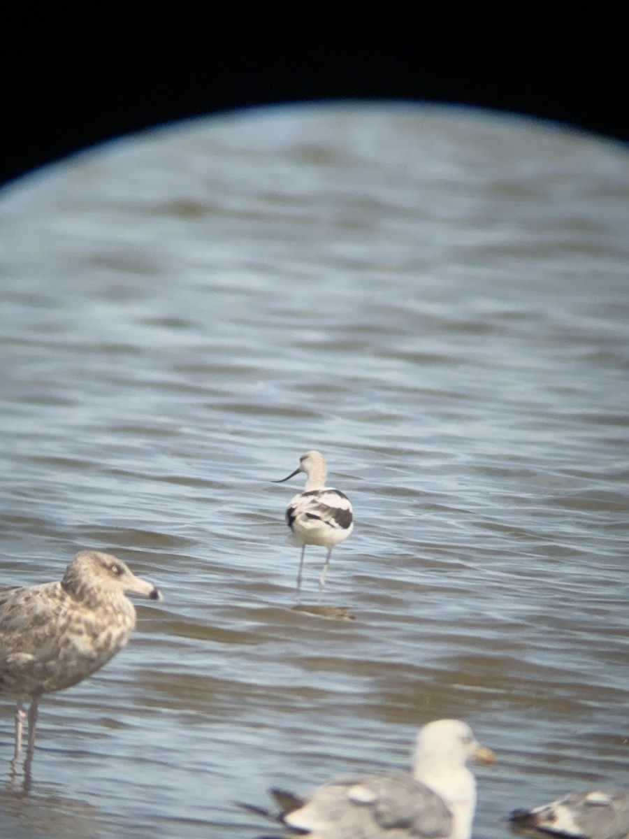 American Avocet - ML641156010
