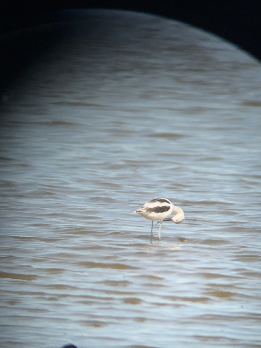American Avocet - ML641156011