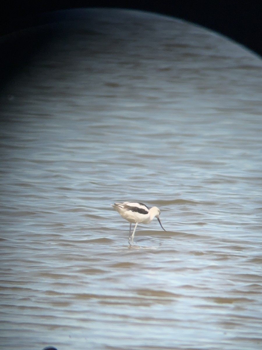 American Avocet - ML641156012