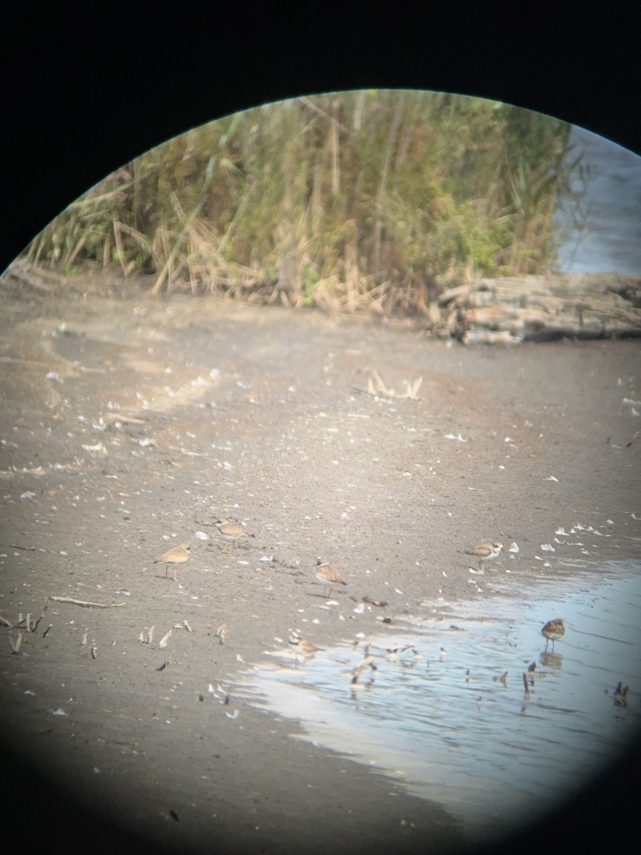 Semipalmated Plover - ML641156031