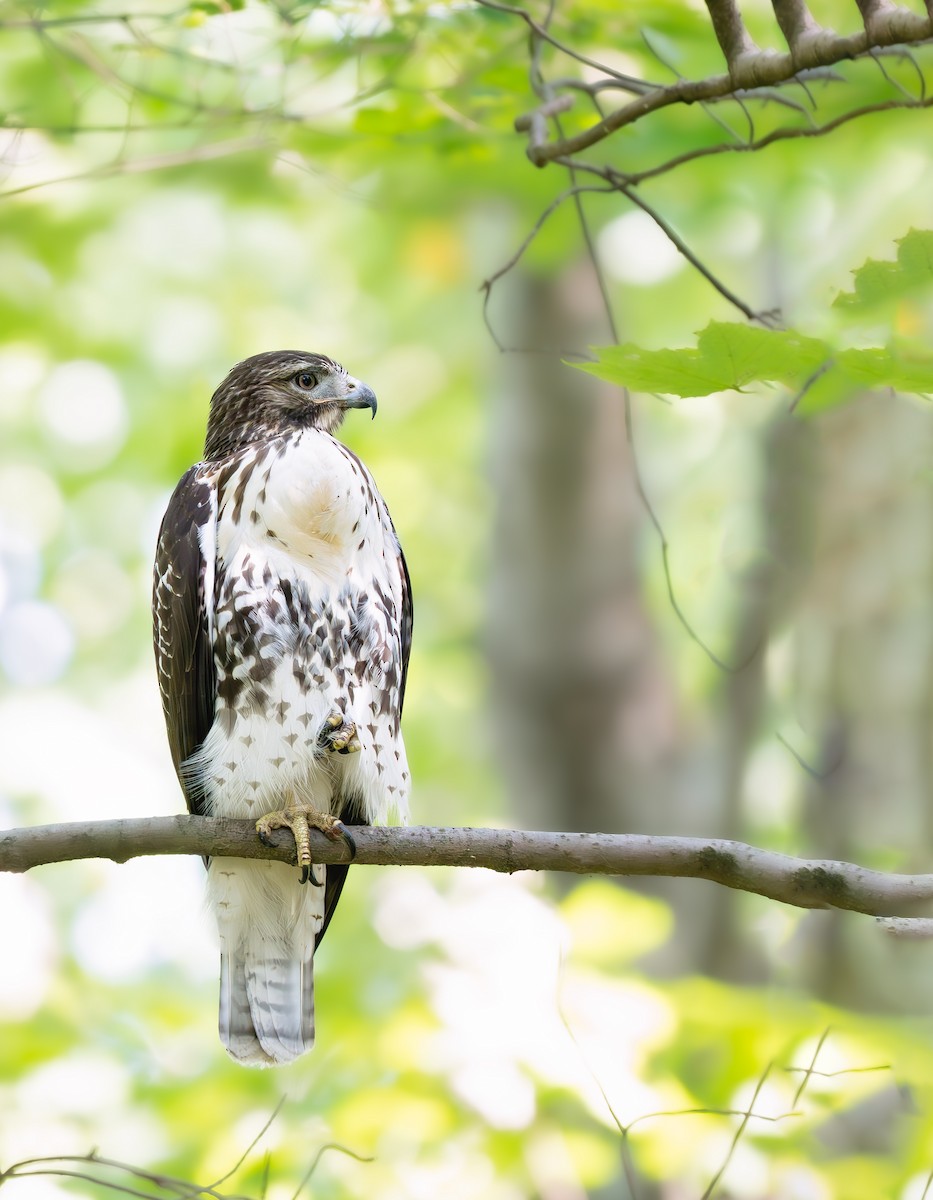 Red-tailed Hawk - ML641156079