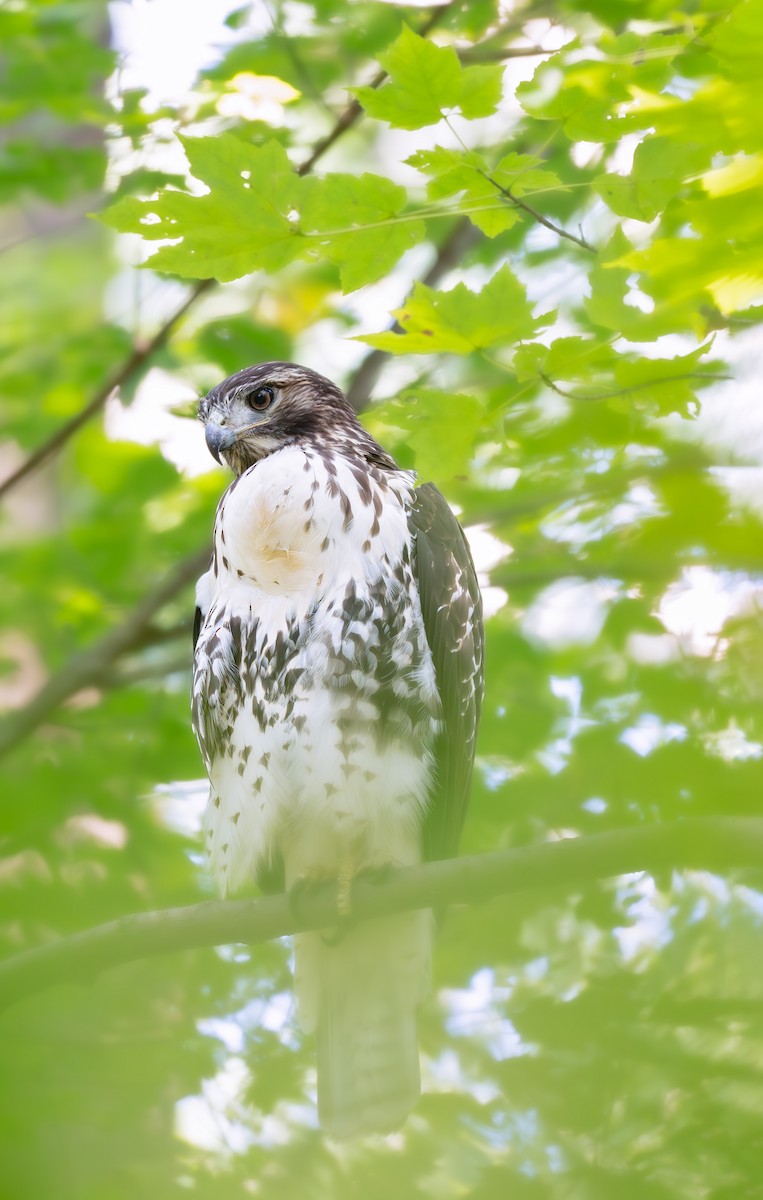 Red-tailed Hawk - ML641156081