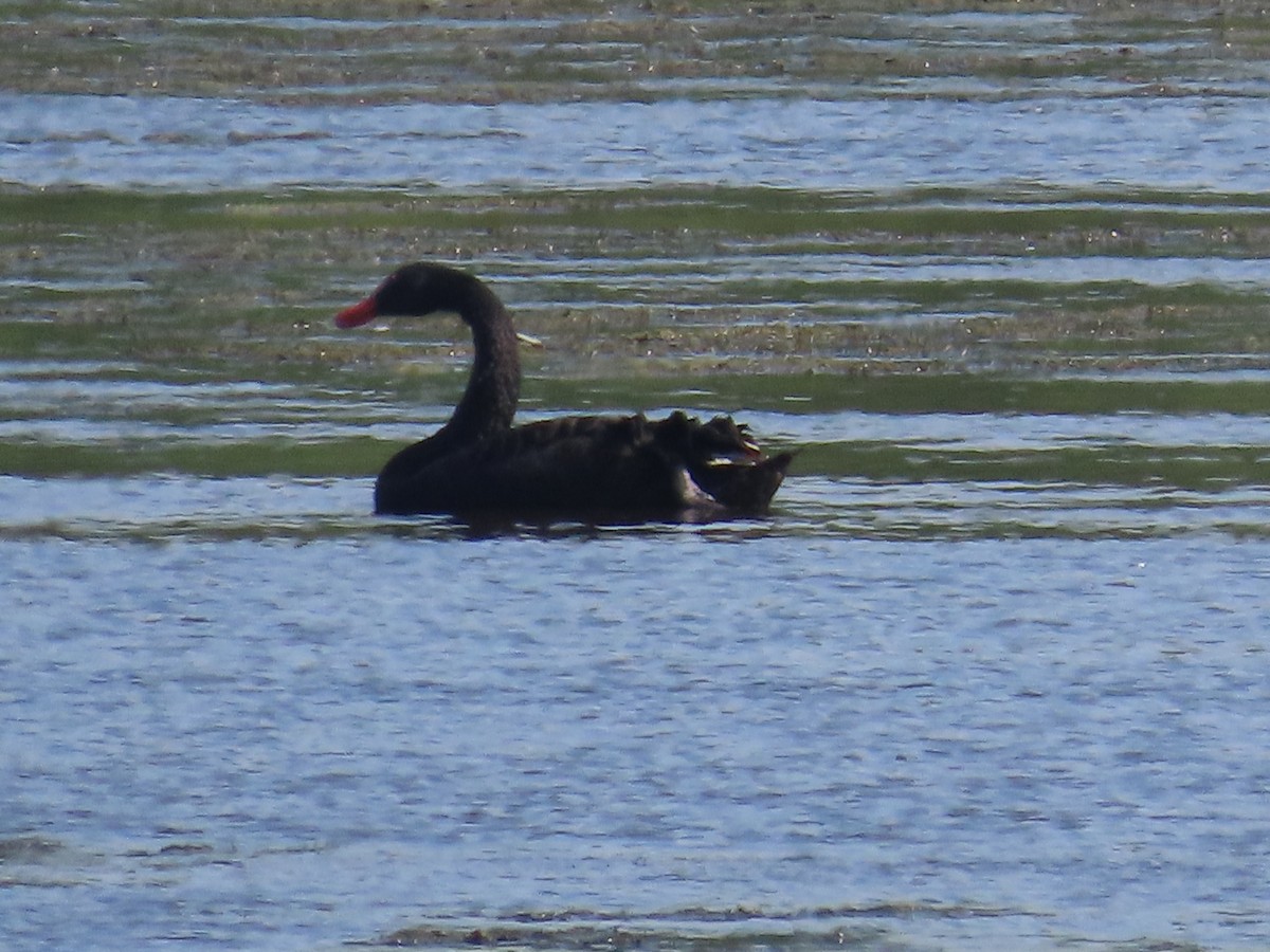 labuť černá - ML641156093