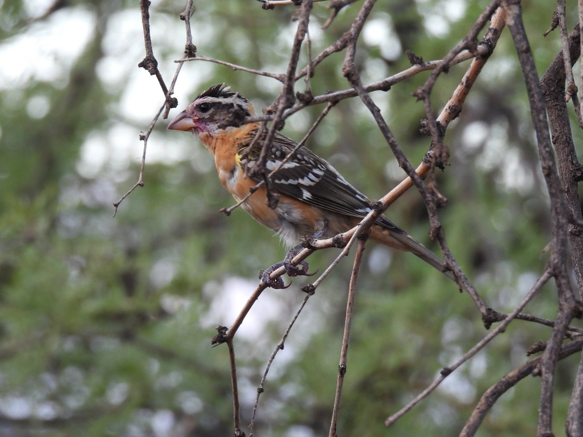 Black-headed Grosbeak - ML641156094