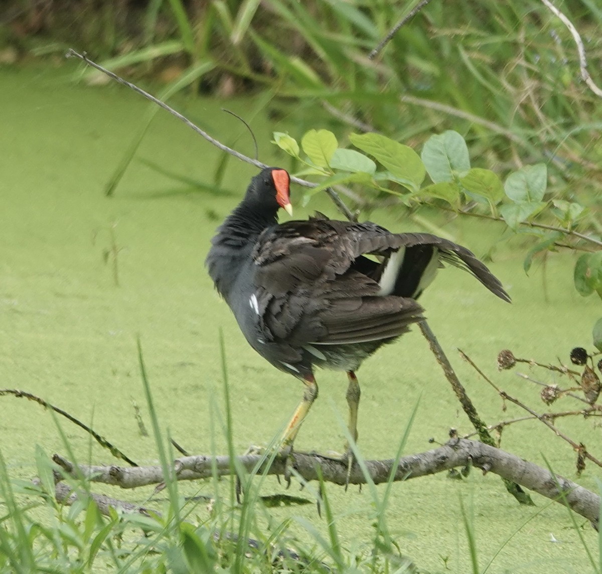 Common Gallinule - ML641156101