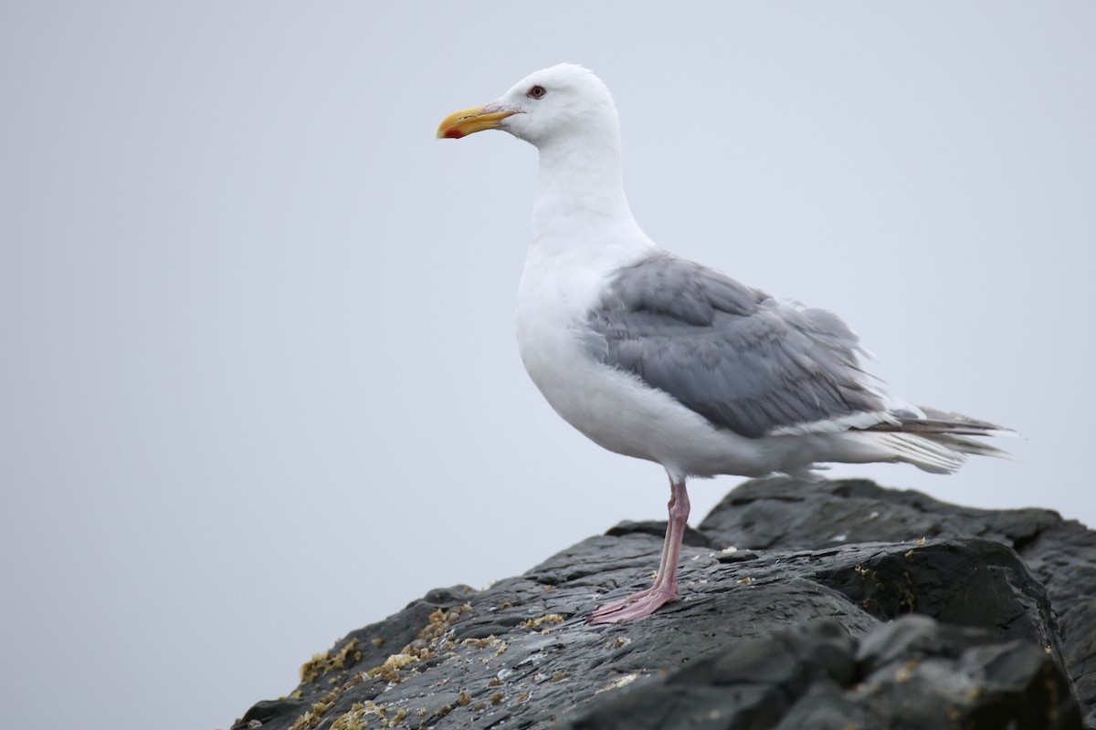 Gaviota de Bering - ML641156102