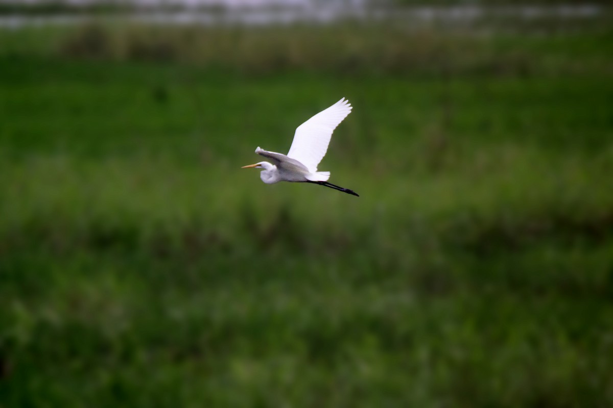 Great Egret - ML641156114