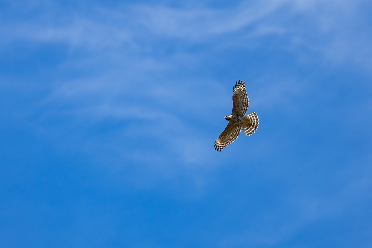 Red-shouldered Hawk - ML641156122