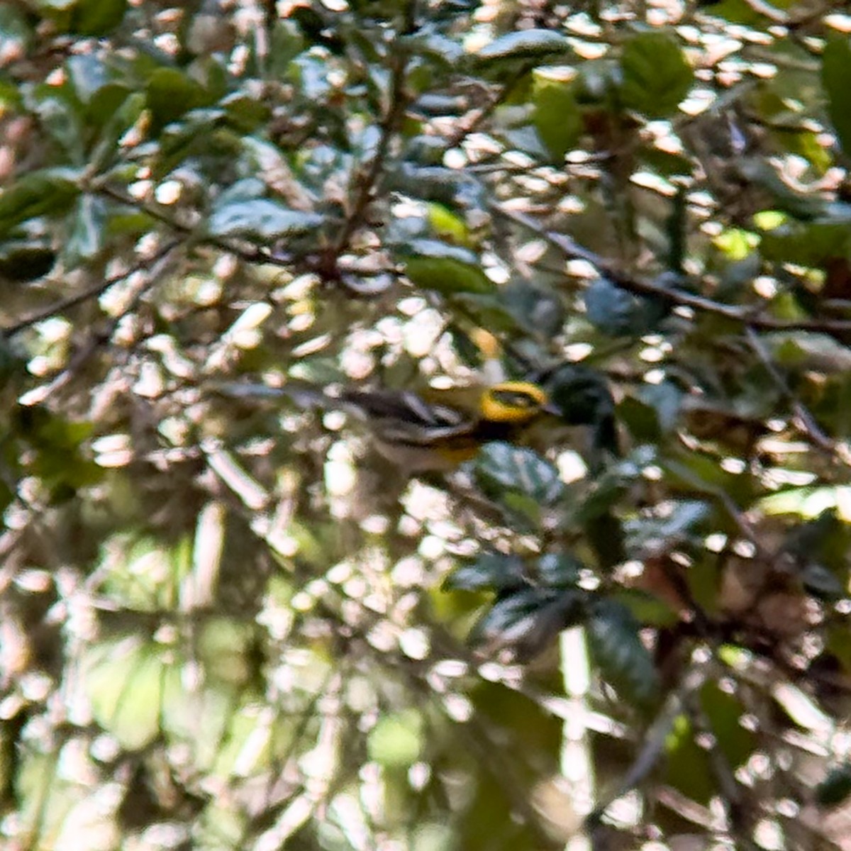 Townsend's Warbler - ML641156132
