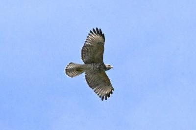 Red-shouldered Hawk - ML641156136