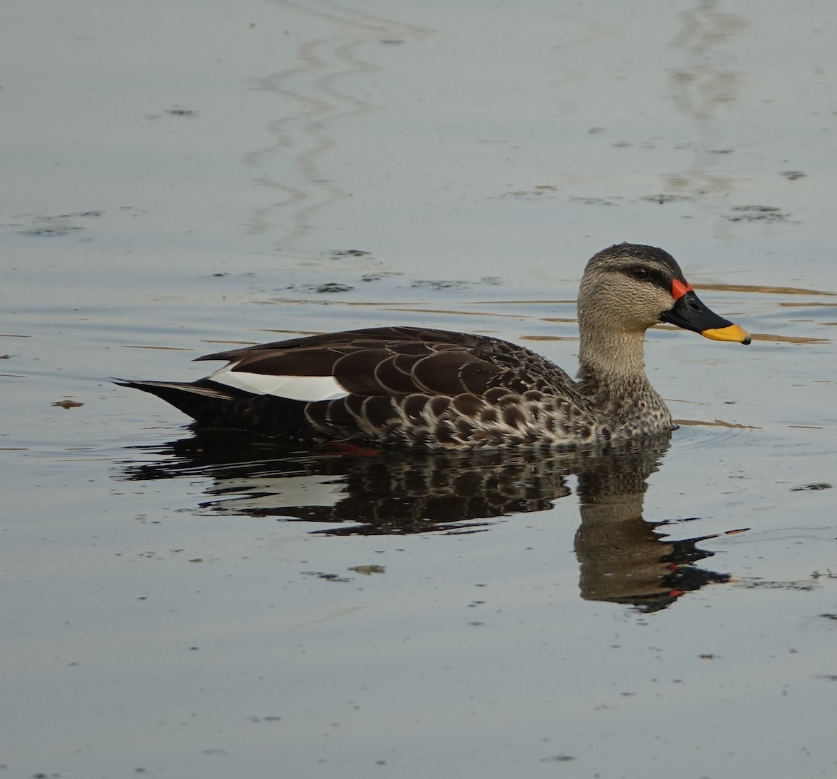 Indian Spot-billed Duck - ML641156138