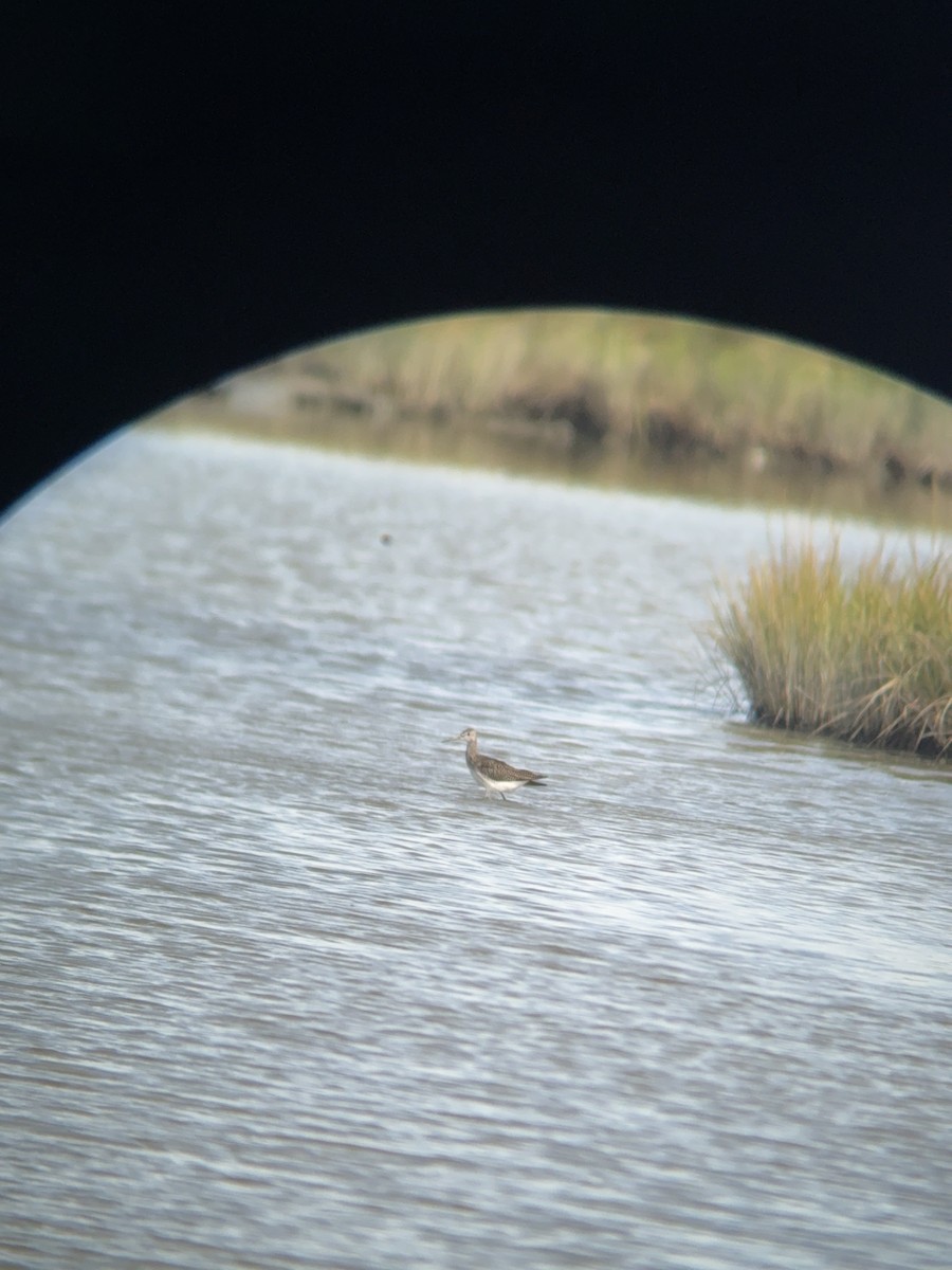 Greater Yellowlegs - ML641156145