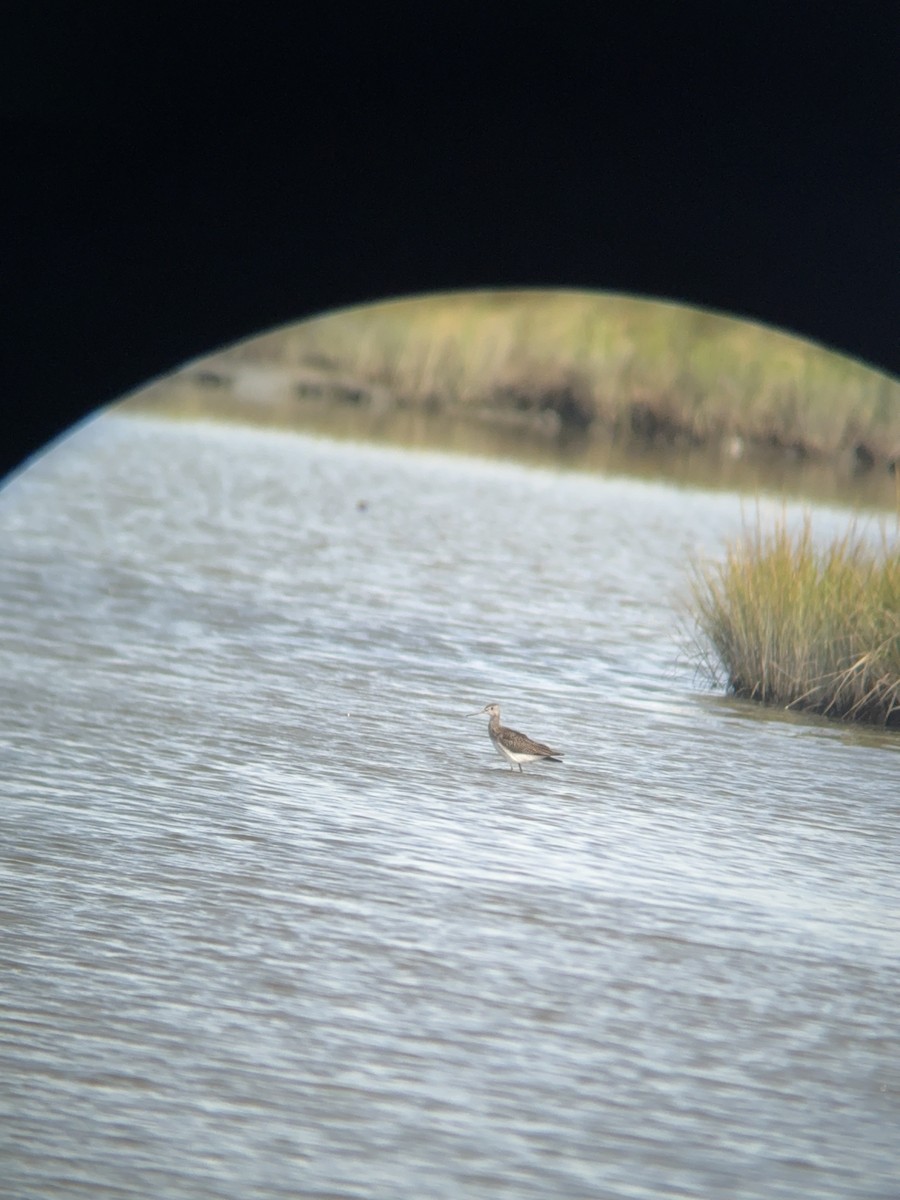 Greater Yellowlegs - ML641156147