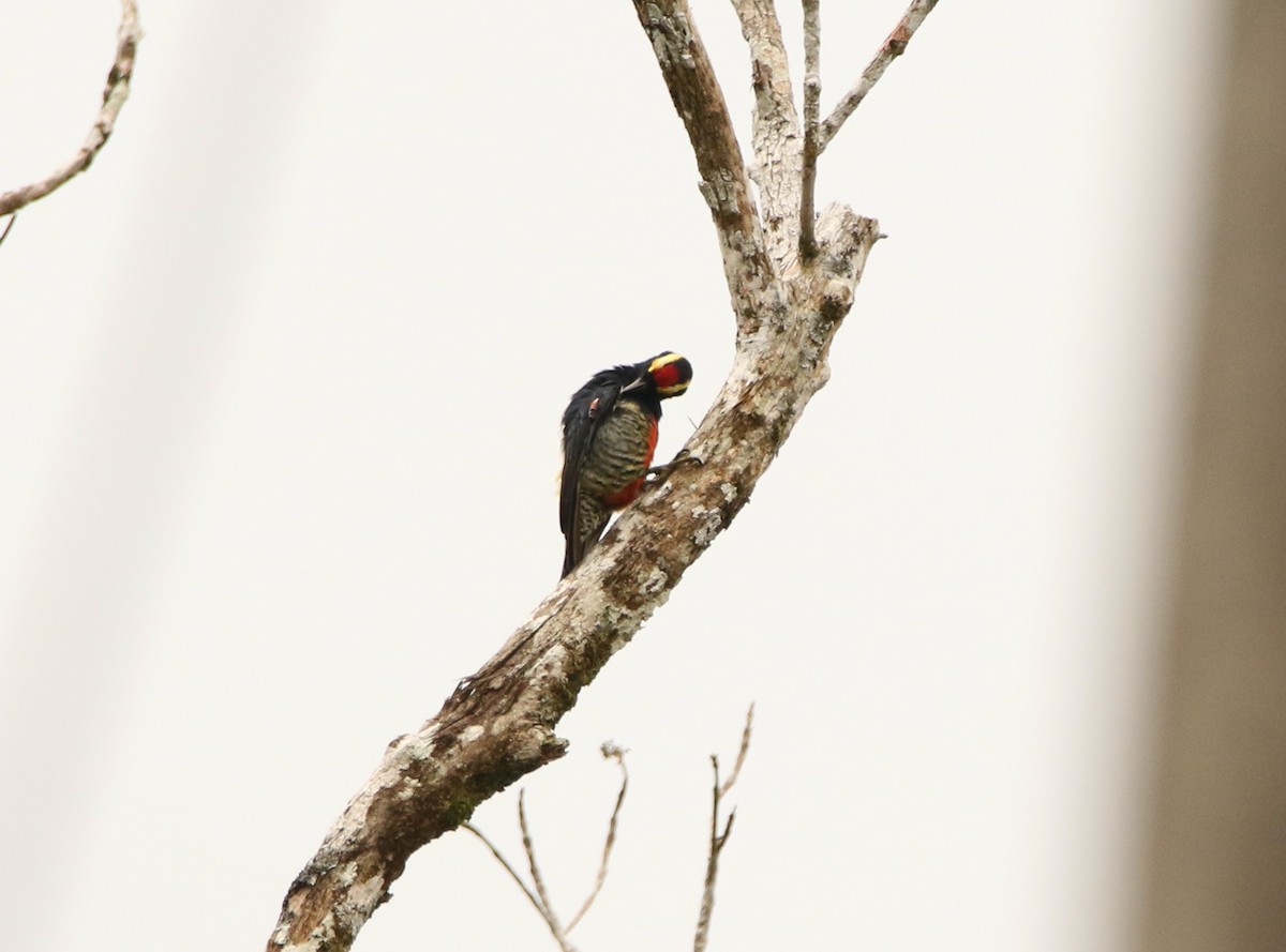 Yellow-tufted Woodpecker - ML641156148