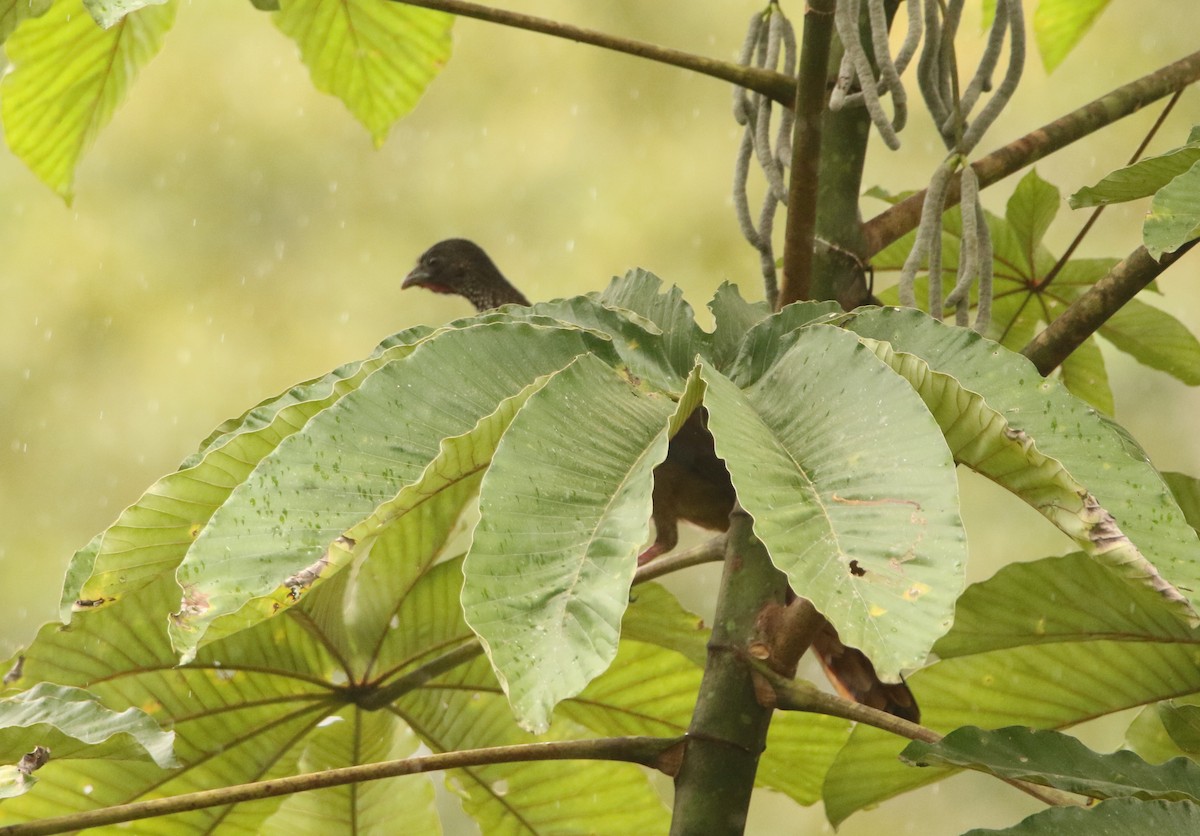 Speckled Chachalaca (Speckled) - ML641156180