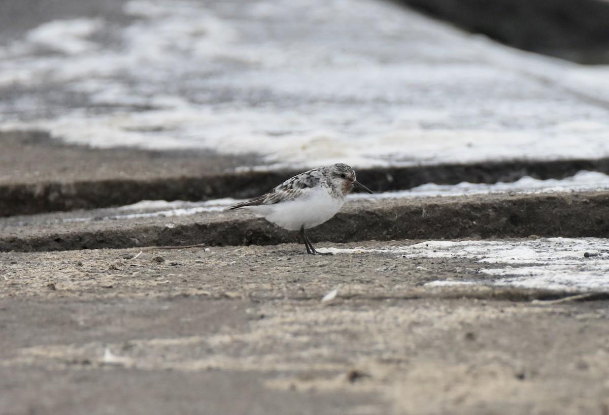 Sanderling - ML641156182
