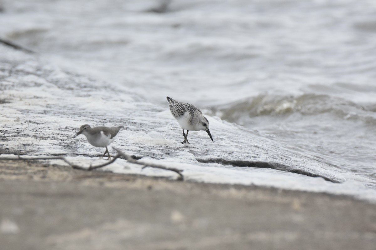 Sanderling - ML641156186