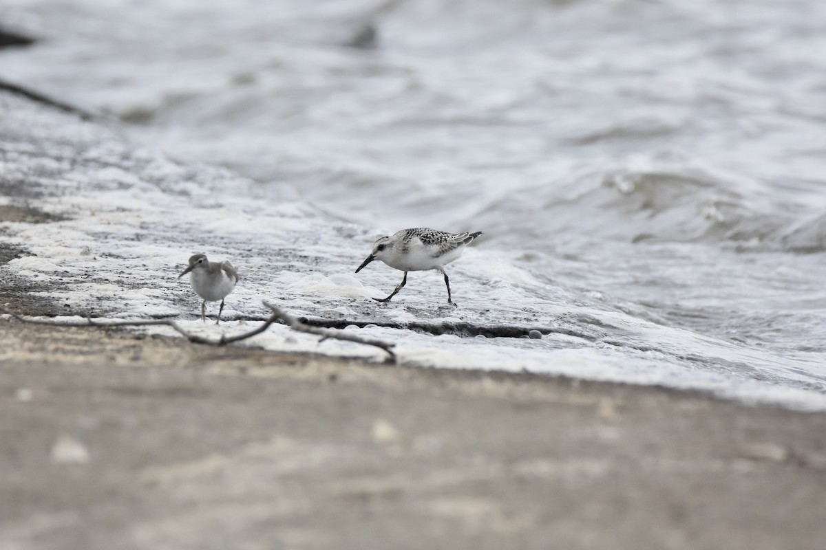 Sanderling - ML641156187