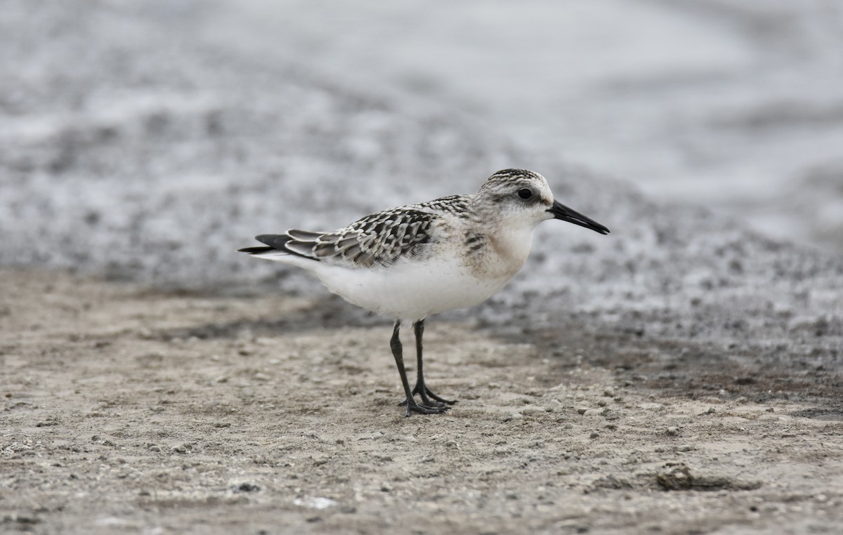 Sanderling - ML641156197