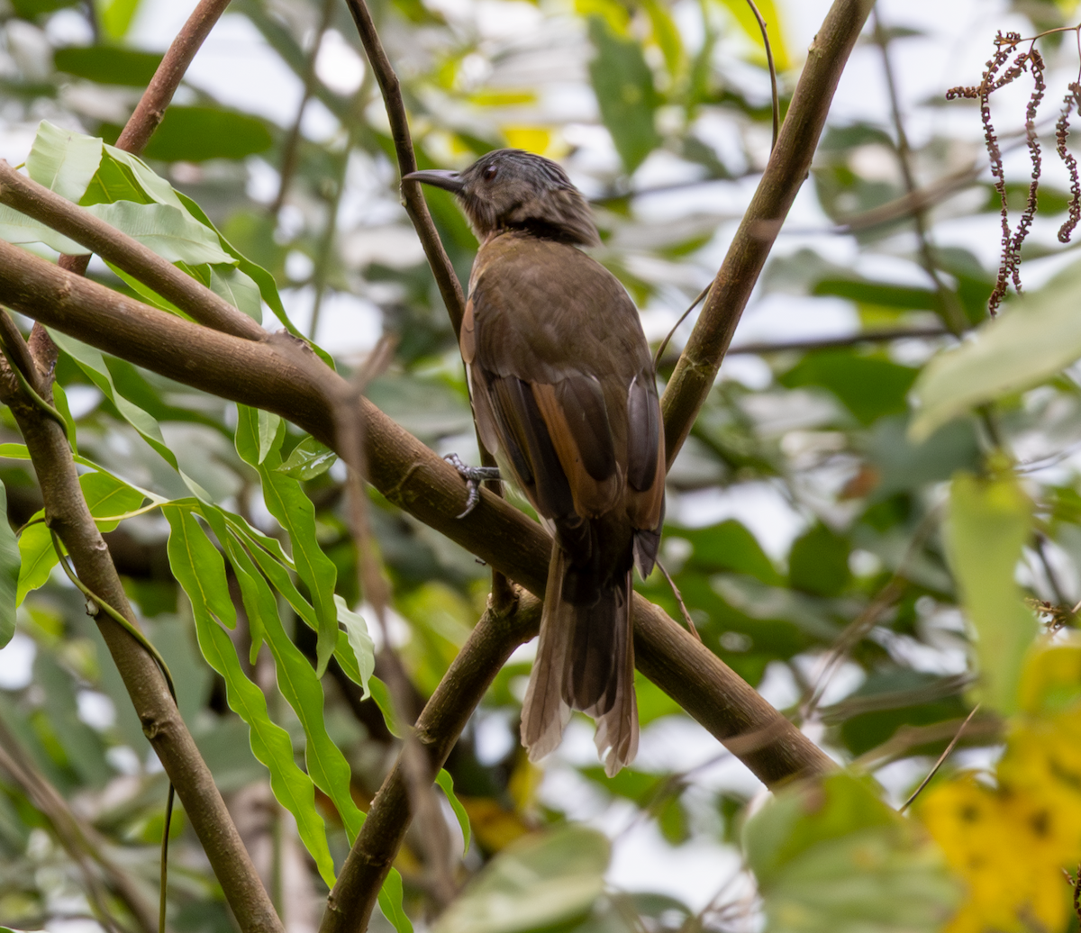 Philippine Bulbul - ML641156206