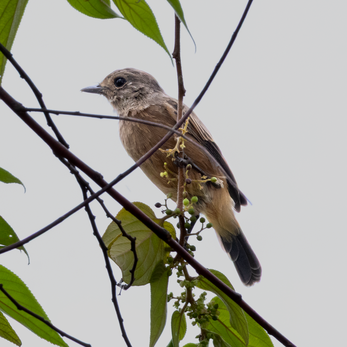 Pied Bushchat - ML641156209