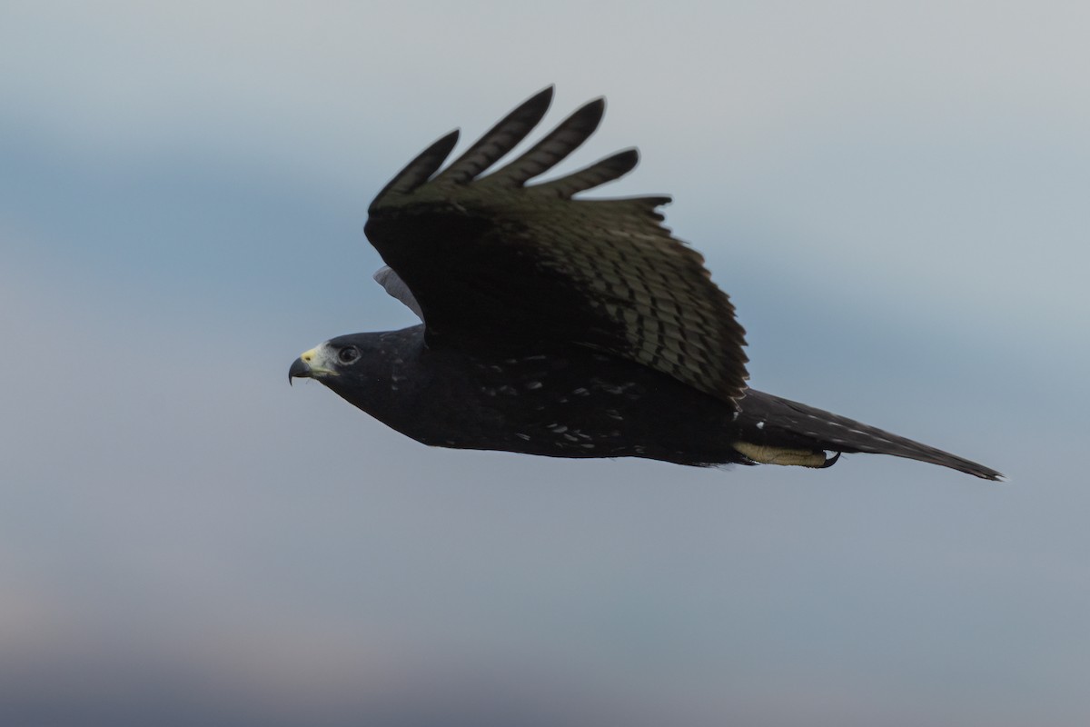 Zone-tailed Hawk - ML641156216