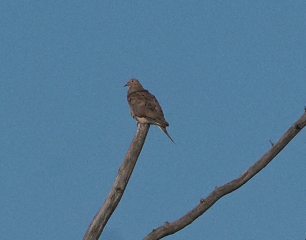 Mourning Dove - ML641156222
