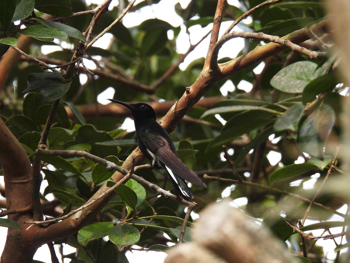 Black Jacobin - ML641156251