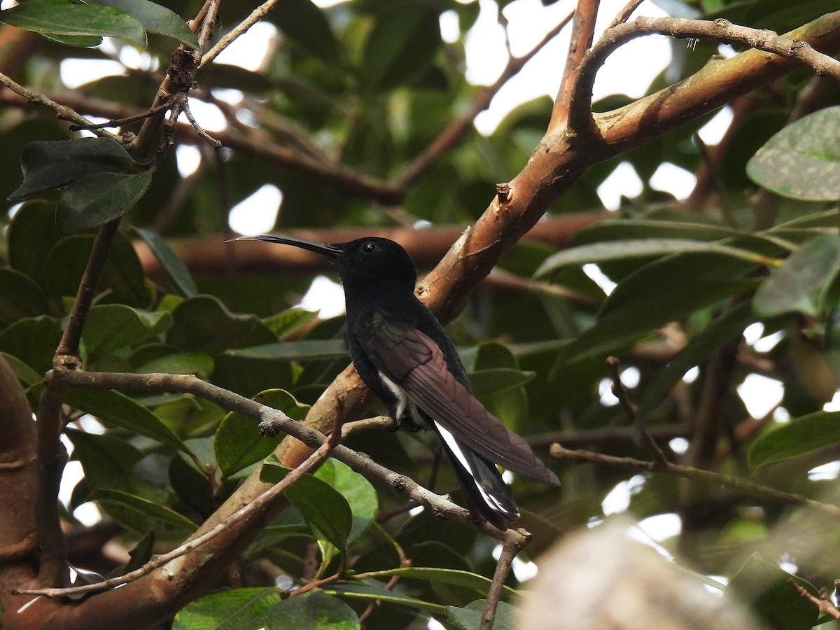 Black Jacobin - ML641156268