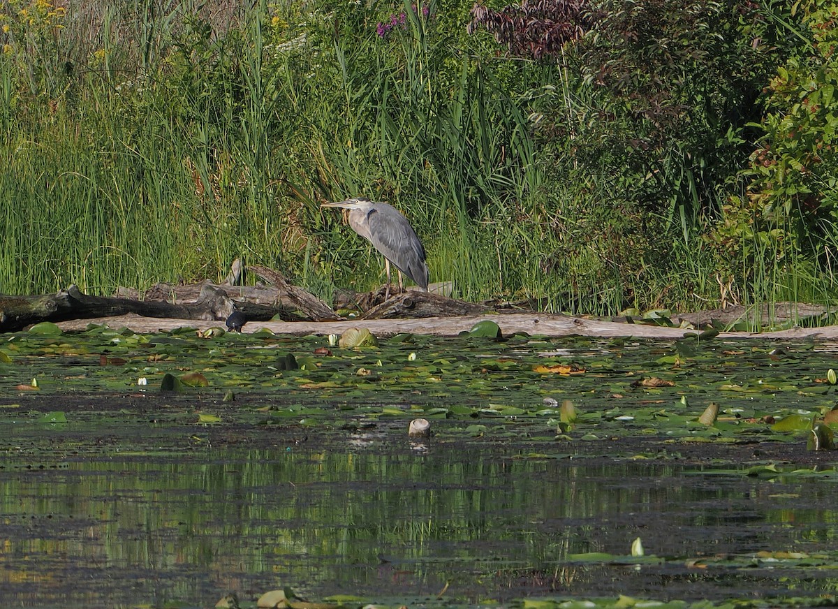 Great Blue Heron - ML641156276