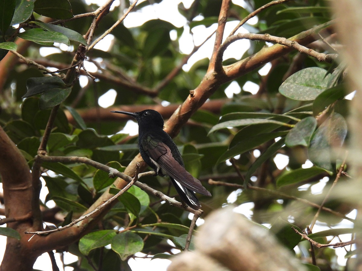 Black Jacobin - ML641156290