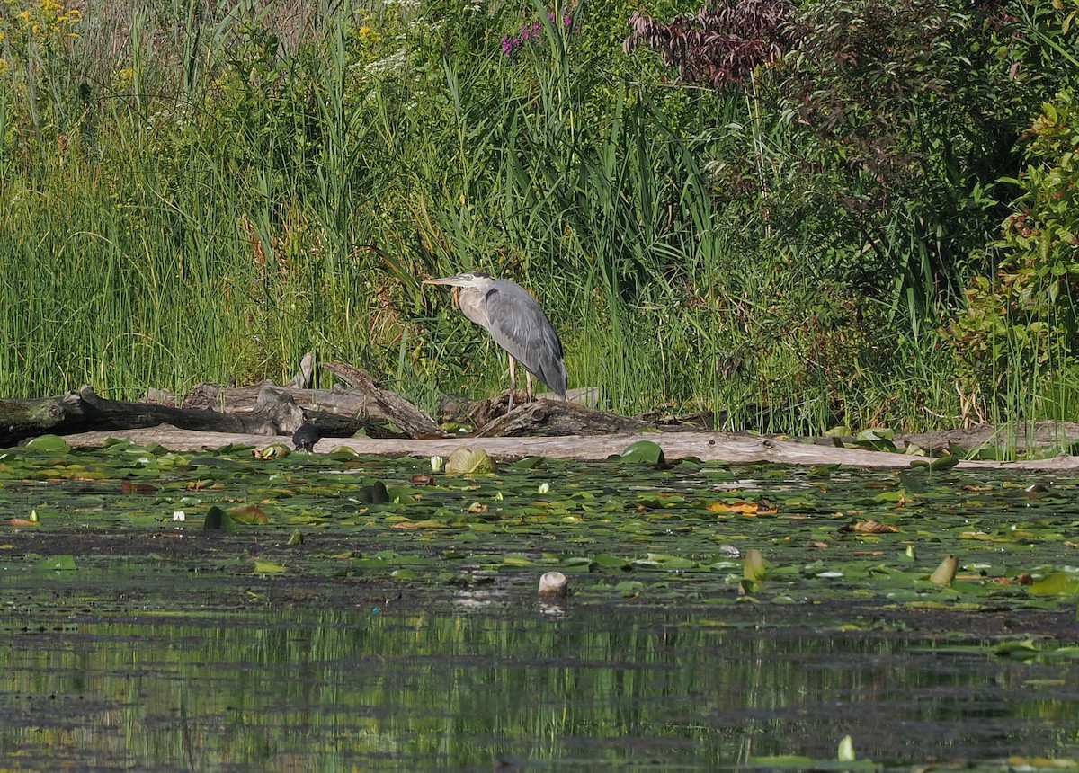 Great Blue Heron - ML641156298