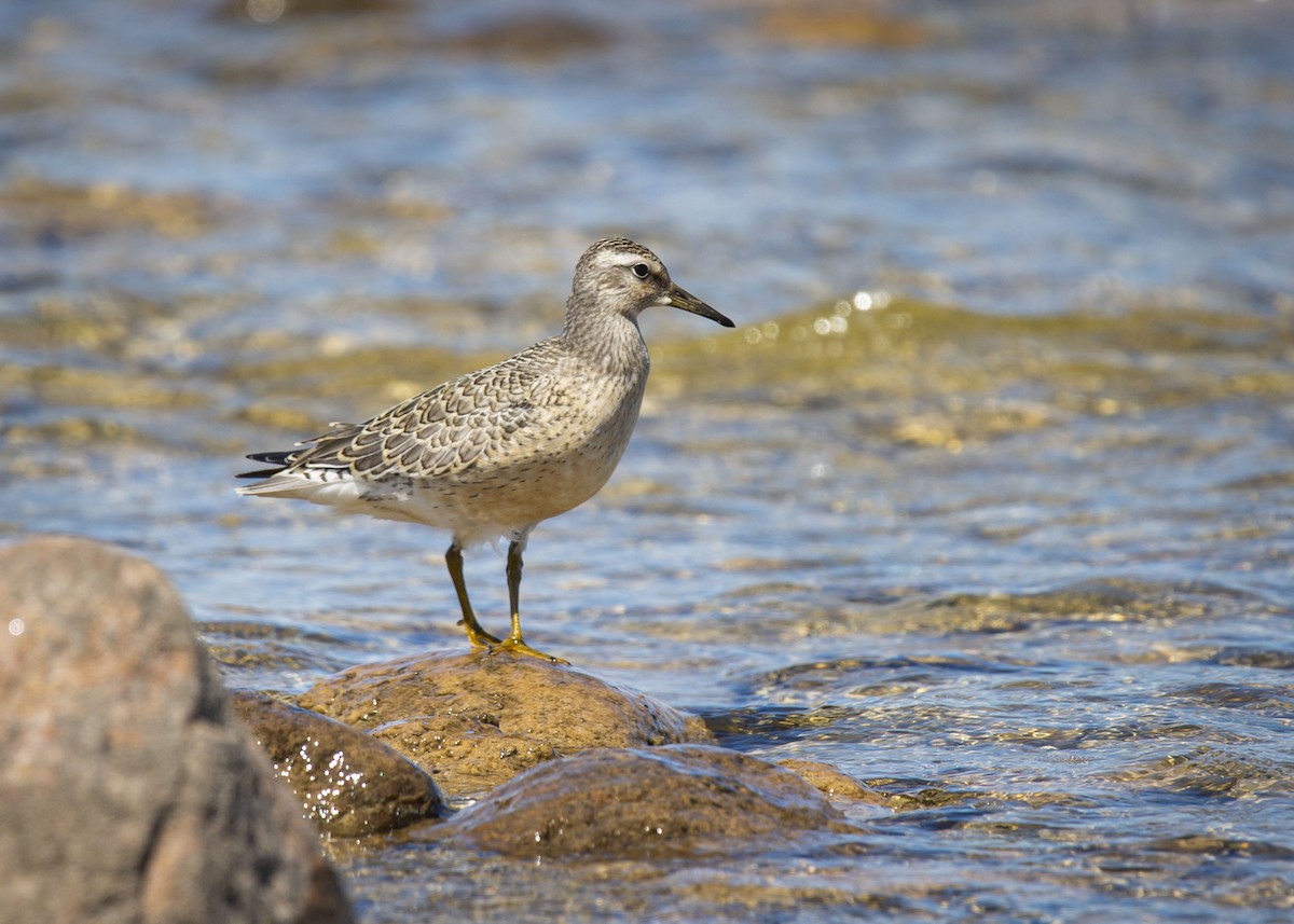 jespák rezavý - ML641156304