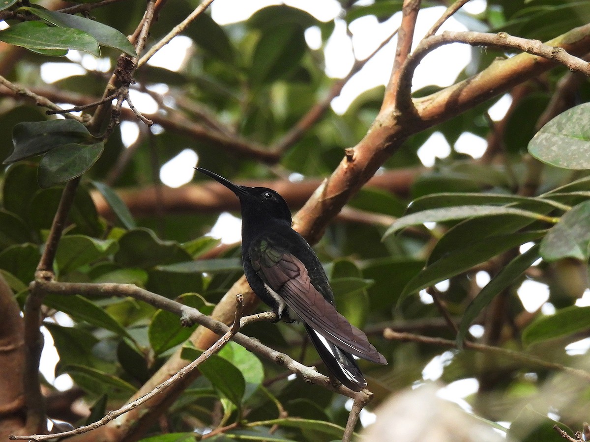 Black Jacobin - ML641156312