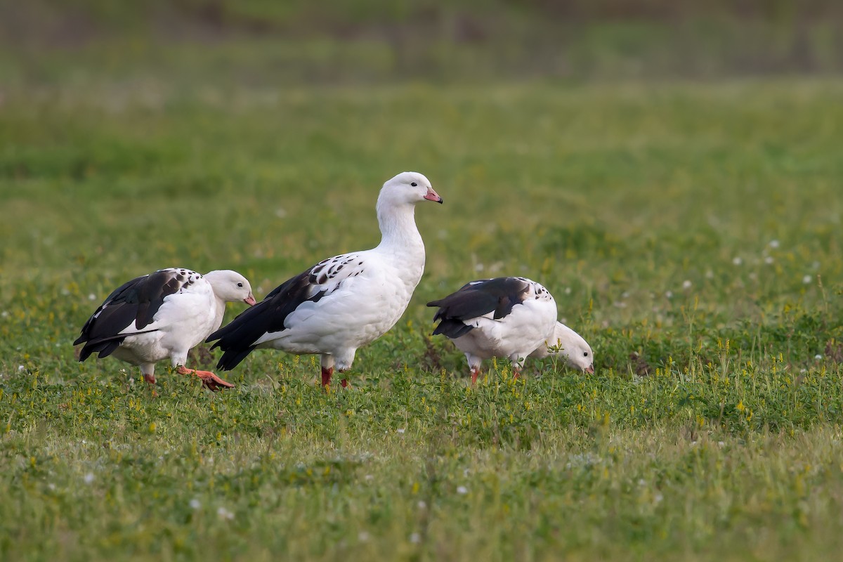 Andean Goose - ML641156317
